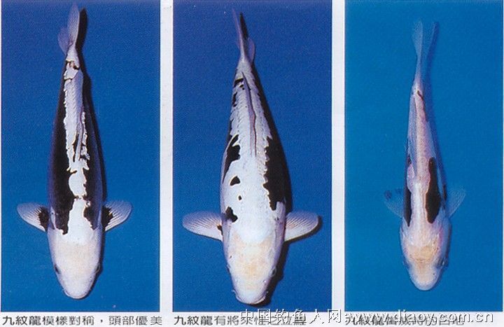 九纹龙--海水鱼类