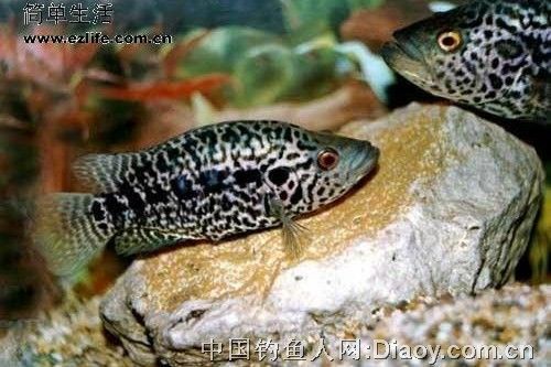 淡水石斑鱼(Cichlasoma  managuense)