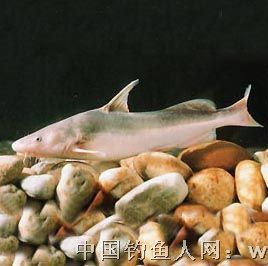 长吻鮠,淡水鱼类,鱼类图片,钓鱼,钓鱼技巧,www.cnfisher.com
