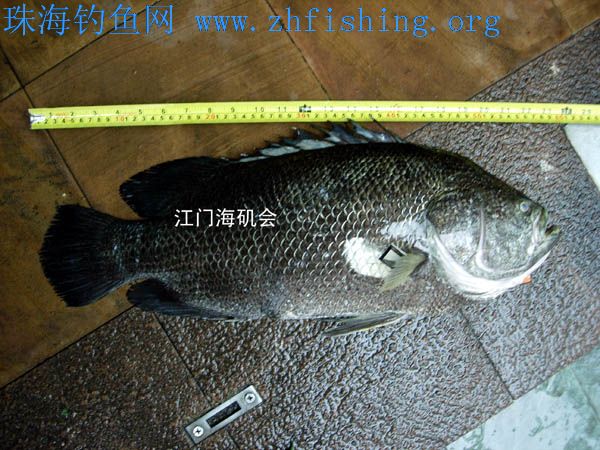 淡水鱼,海水鱼,鱼类知识,鱼类相关,钓鱼技巧,中国钓鱼网