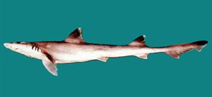 日本灰鲛 学名 Hemitriakis japanica 英文俗名 Japanese topeshark, Japanese tope shark  