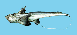 银鲛 俗名  黑翅沙、鼠鱼