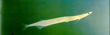 鱼，学名Protosalanx hyalocranius。我国的珠江、长江的入海处，以及淡水湖（诸如太湖、洪泽湖、巢湖、洞庭湖）等水域均有它的踪迹。俗称面鱼