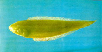 窄体舌鰨（Cynoglossus gracilis）属鲽形目，舌鰨科，舌鰨属。俗称：舌鰨、比目鱼。英文名：Narrow tonguesole 