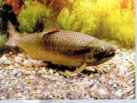 山女鳟属鲑科大麻哈鱼属，和现在的虹鳟鱼同属。是马苏大麻哈的陆封型，在日本称作樱鳟，是北太