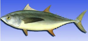 青干金枪鱼 亦叫 　青干、长鳍、海里