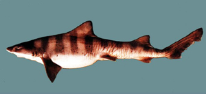 九道三峰齿鲛 学名 Triakis scyllium 模式种产地 Japan　 大陆名  皱唇鲨