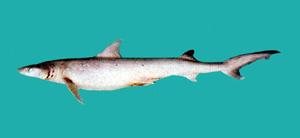 小口沙条鲛 学名 Hemigaleus microstoma  模式种产地 Batavia, Java　 大陆名  犁鳍半沙条鲨