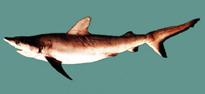 黑印白眼鲛 学名 Carcharhinus amblyrhynchos 栖息环境  大洋、深海、礁区、近海沿岸、舄湖　 俗名  大沙