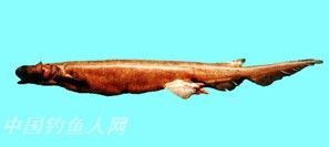 拟鳗鲛 学名 Chlamydoselachus anguineus 栖息环境  大洋、深海、近海沿岸　 俗名  棘沙