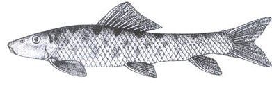 双孔鱼（Gyrinocheilus aymonieri）  又称双孔鲤，四鳃孔鱼。属鲤形目，双孔鱼科，双孔鱼属。俗称：双孔鱼、食藻鱼。英文名：Biforated carp , Double gallopening carp