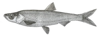 银白鱼（Anabarilius alburnops）属鲤形目，鲤科，鲌亚科，白鱼属。俗称：小白鱼。英文名：Silvery minnow 