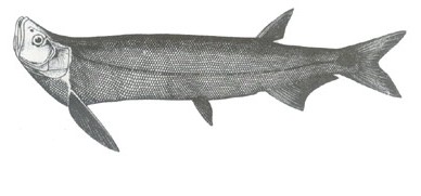 热带刀鱼―大鳍鱼 英文名：Long pectoral-fin minnow