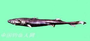 斯普兰汀乌鲨 学名 Etmopterus splendidus 栖息环境  深海、砂泥底、近海沿岸　 俗名  黑沙