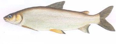 乌苏里白鲑（Coregonus ussuriensis）属鲑形目，鲑科，白鲑属。俗称：雅巴沙、兔子鱼、白鱼、大眼白。英文名：Ussuri cisco