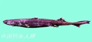 模拉里乌鲨 学名 Etmopterus molleri  栖息环境  深海、砂泥底、近海沿岸　 俗名  黑沙