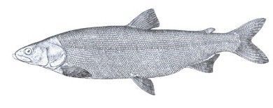 北鲑（Stenodus leucichthys）属鲑形目，鲑科，北鲑属。俗称：大白鱼。英文名：Inconnu