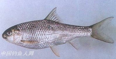 高体白甲鱼（Onychostoma alticopus）又称高体铲颌鱼。属鲤形目，鲤科，鲃亚科，白甲鱼属。俗称：高身鯝、赦免、兔仔。英文名：Sharp-jaw barbel 