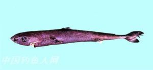 阿里拟角鲨 学名 Squaliolus aliae  栖息环境  深海、近海沿岸　 俗名  沙鱼