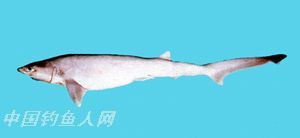 大眼六鳃鲛 英文俗名 Bigeye sixgill shark 栖息环境  大洋、深海、近海沿岸　 俗名  六鳃沙
