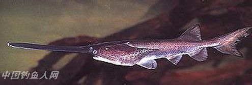 体型最长的淡水鱼――白鲟 白鲟（Psephurus gladius）属鲟形目，匙吻鲟科，白鲟属。俗称：象鱼、象鼻鱼、箭鱼、柱鲟鳇、琵琶鱼，古时称鲔。英文名：Chinese paddlefish 