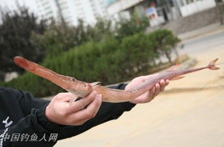 大连发现长嘴咽管鱼 身长1米嘴长30厘米 