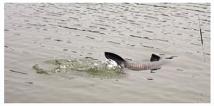 人鱼大战50多分钟，不失所望