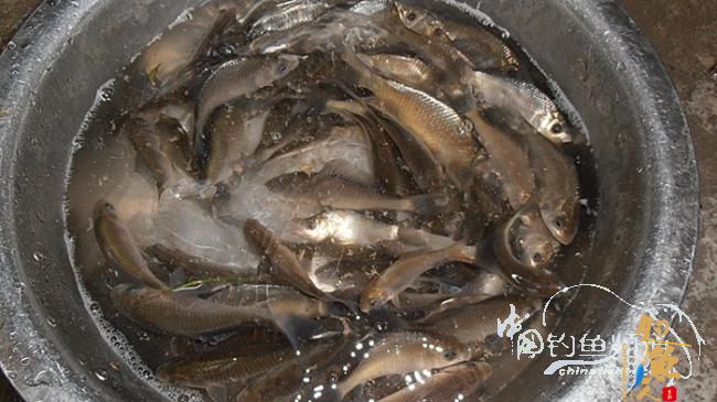 鲫鱼控——何去何从!