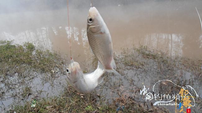 鲫鱼控——何去何从！