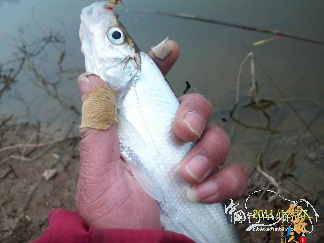 钓不尽的泵站河【305】三箭齐发冬钓鲫