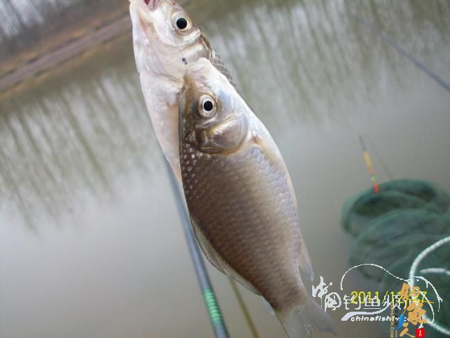 钓不尽的泵站河【305】三箭齐发冬钓鲫