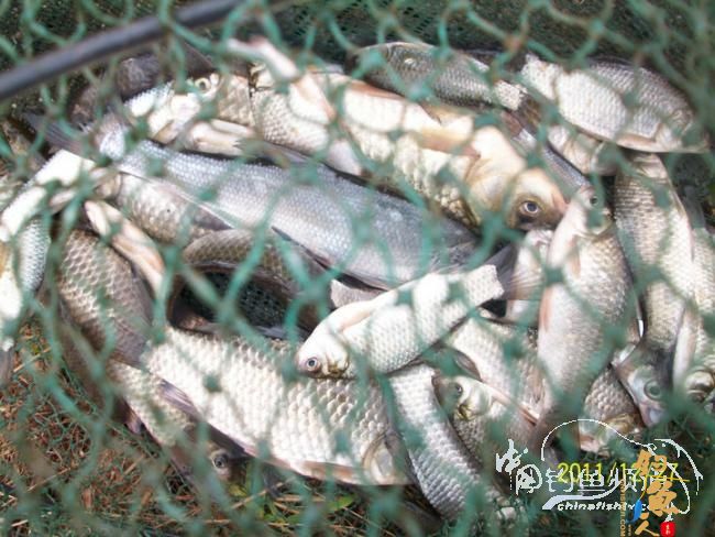 钓不尽的泵站河【305】三箭齐发冬钓鲫