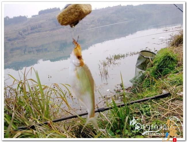 野钓日记----周日锦河行,钓友:皤然一翁