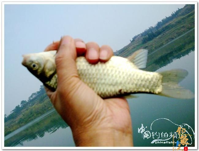 野钓日记----周日锦河行,钓友:皤然一翁