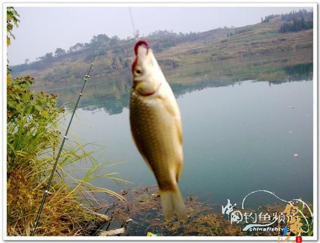 野钓日记----周日锦河行,钓友:皤然一翁