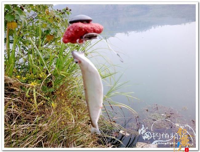 野钓日记----周日锦河行,钓友:皤然一翁