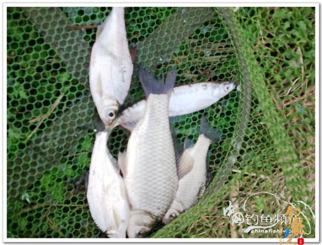 野钓日记----周日锦河行,钓友:皤然一翁