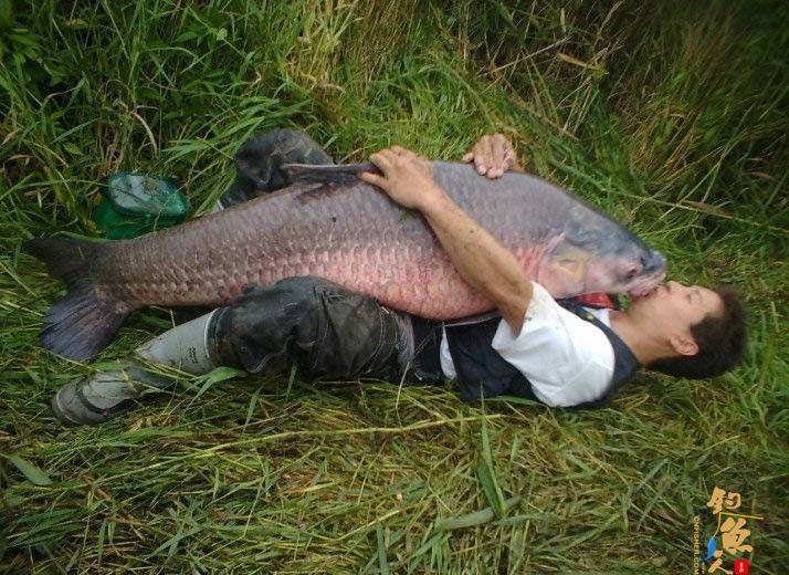 中国钓鱼人网钓友钓获50来公斤超级大鱼 图