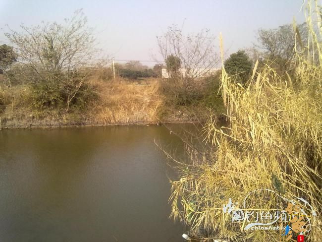 钓不尽的京杭运河22之麦穗当道 图