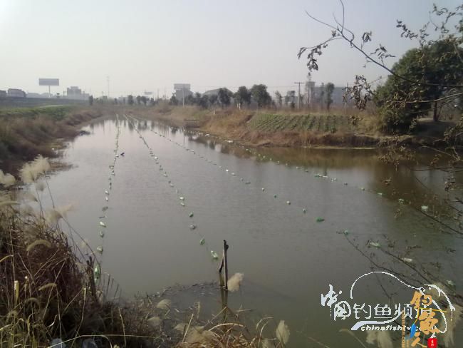 钓不尽的京杭运河22之麦穗当道 图