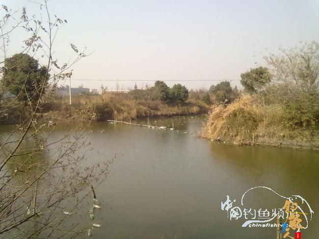 钓不尽的京杭运河22之麦穗当道 图