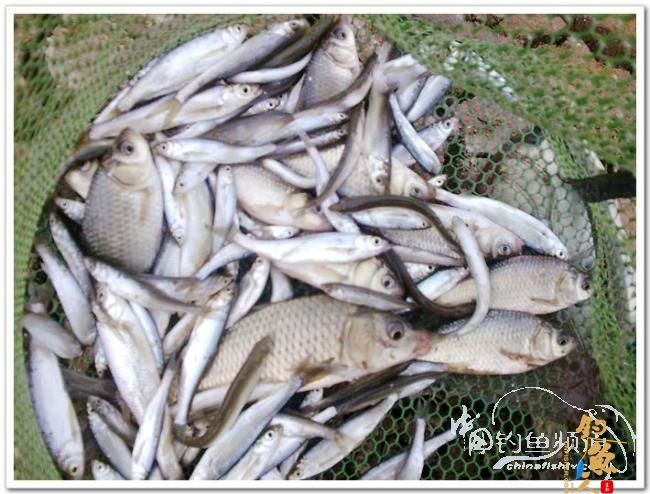 野钓日记----今冬首往岩门溪