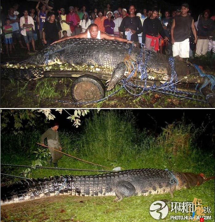 菲律宾居民活捉巨型鳄鱼长6.4米重逾1吨
