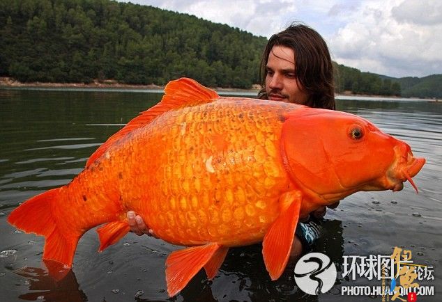 法国男子历时6年捕获重达27斤巨型金鱼
