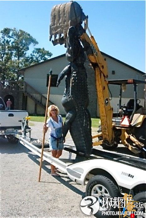 美国女子捕获巨型鳄鱼身长4米重近千斤