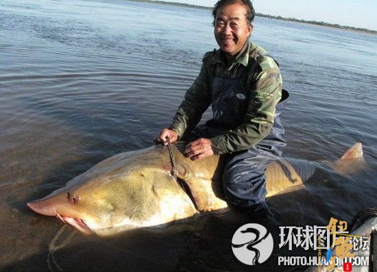 渔民捕获一条重500斤长约3米巨型鳇鱼