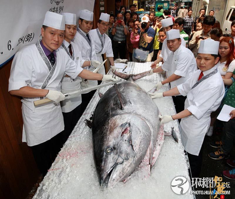 巨型金枪鱼现身首尔