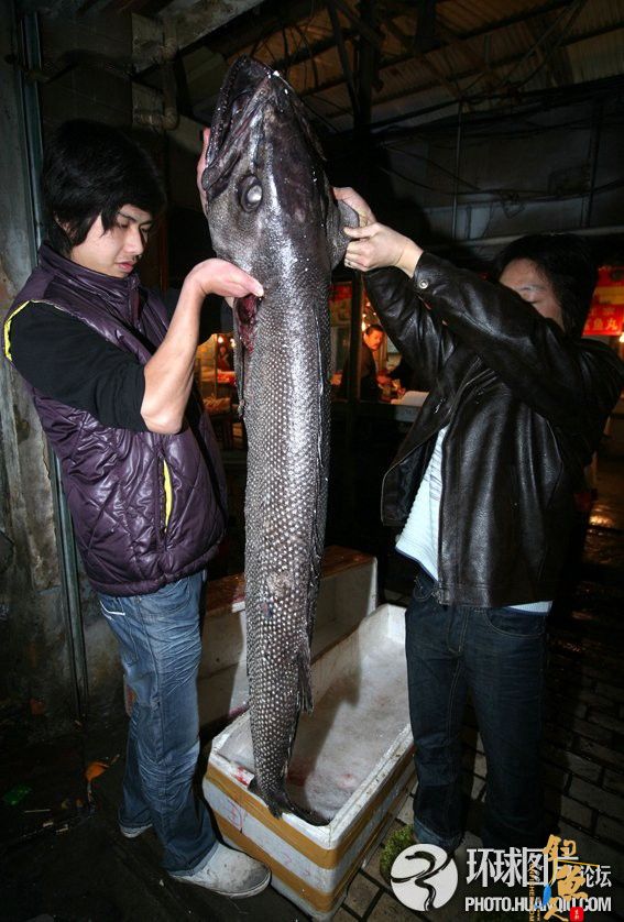 巨型怪鱼现身厦门牙齿锋利浑身带刺