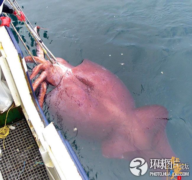 长10米重达半吨直击巨型鱿鱼解剖全过程