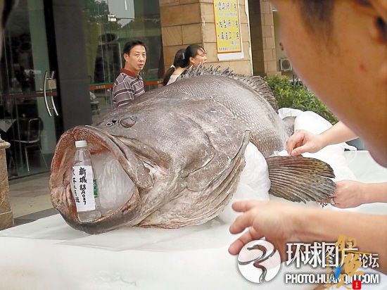 酒家采购到509斤重巨型石斑鱼